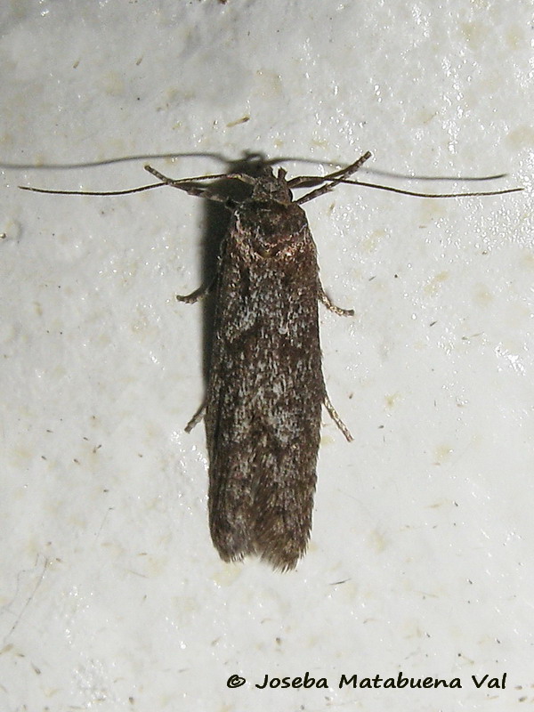 Micro da id. 2